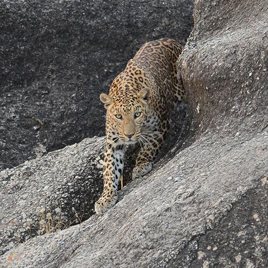 Cheetahgarh Leopard