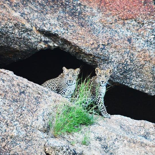 jawai leopard hills
