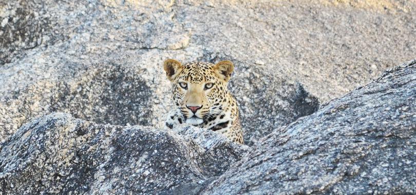 Leopard - Cheetahgarh
