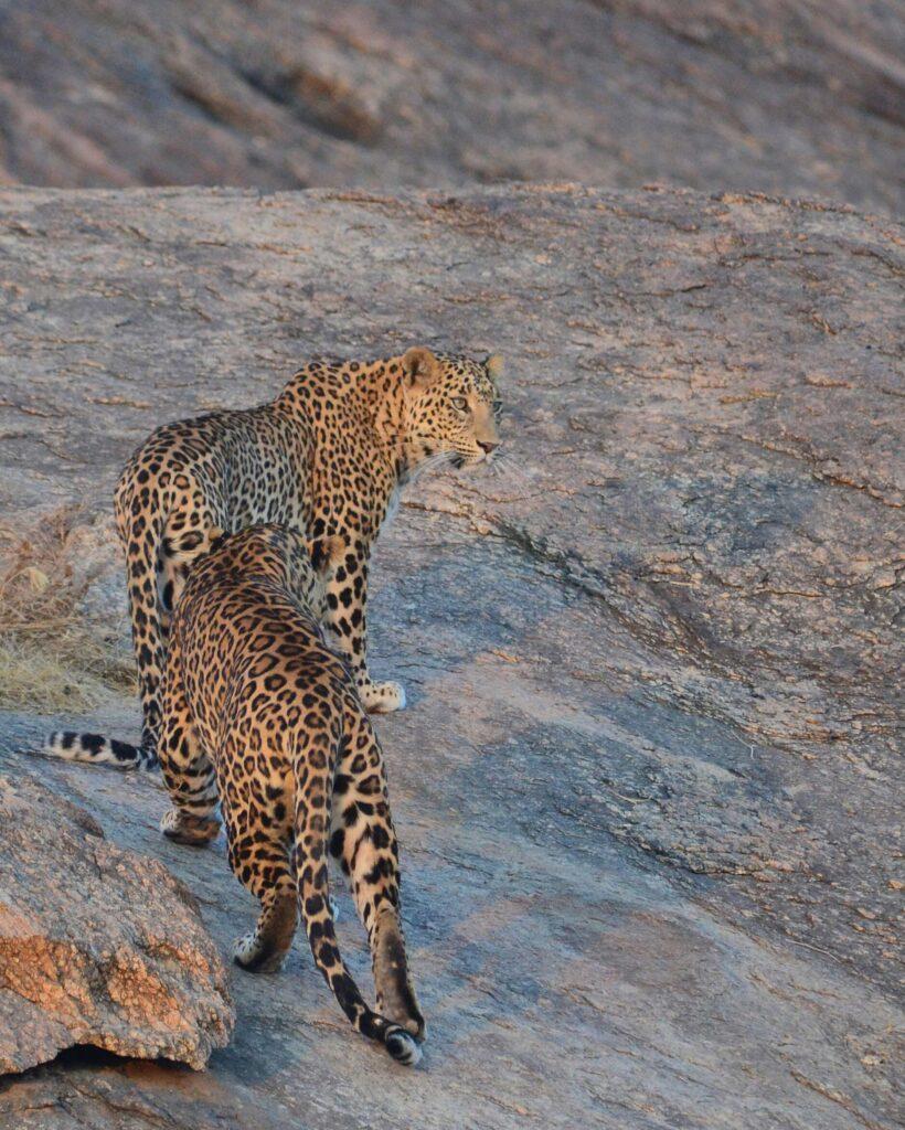 Jawai Leopard Camp Rajasthan