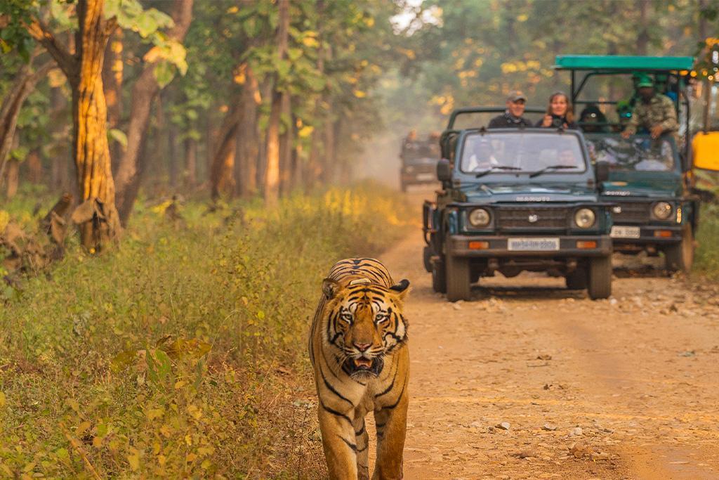 Jungle Safari In Rajasthan