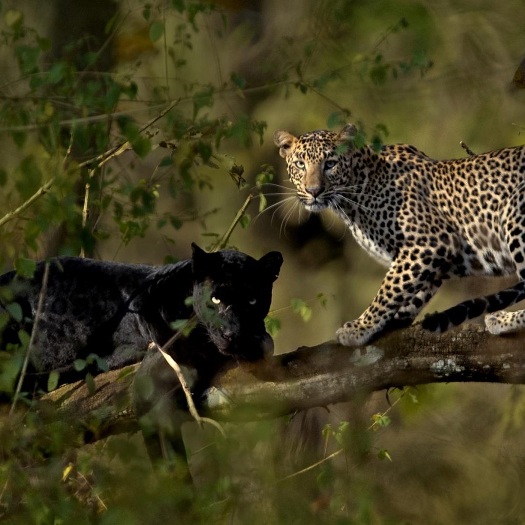 Black Panther Jungle Safari Ronakpur